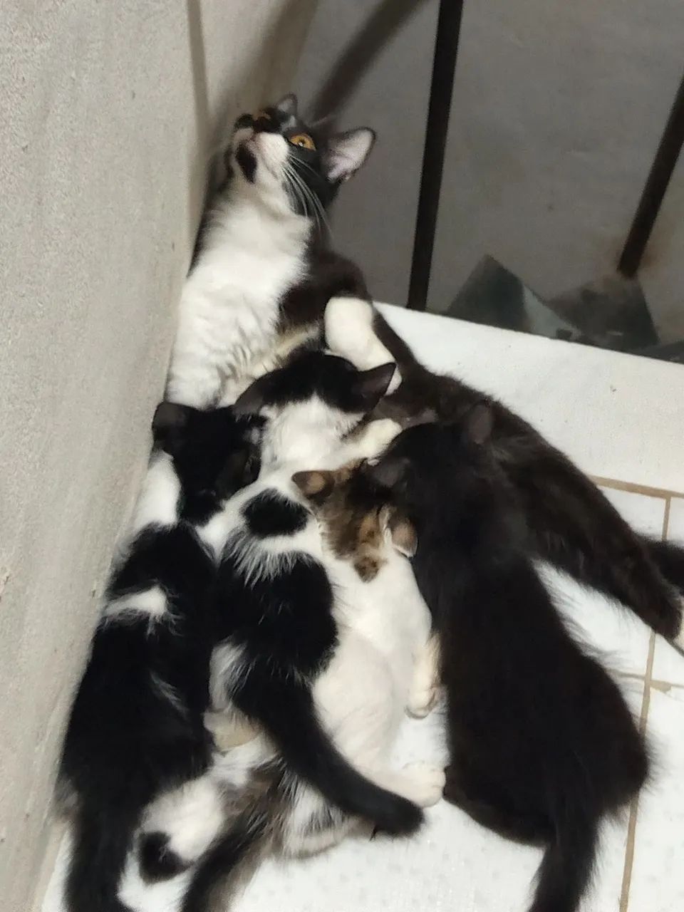 Doa-se Gatinhos (2 Fêmeas & 2 Machos.)