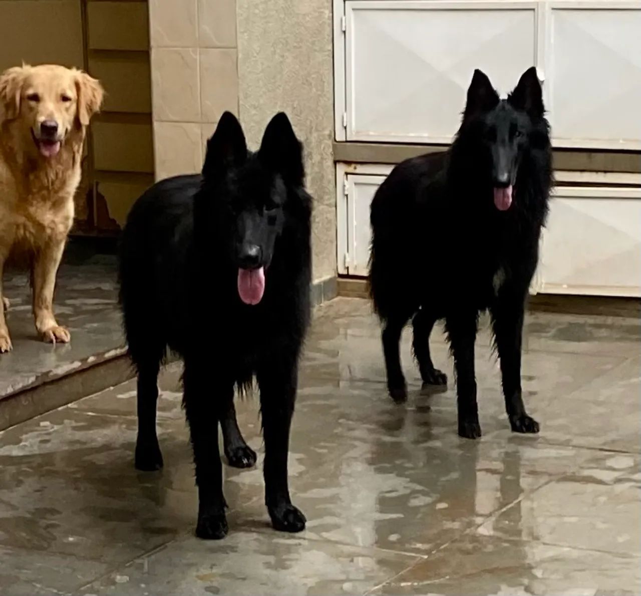 Filhotes de Pastor Belga Groenendael com Pedigree - Foto 6