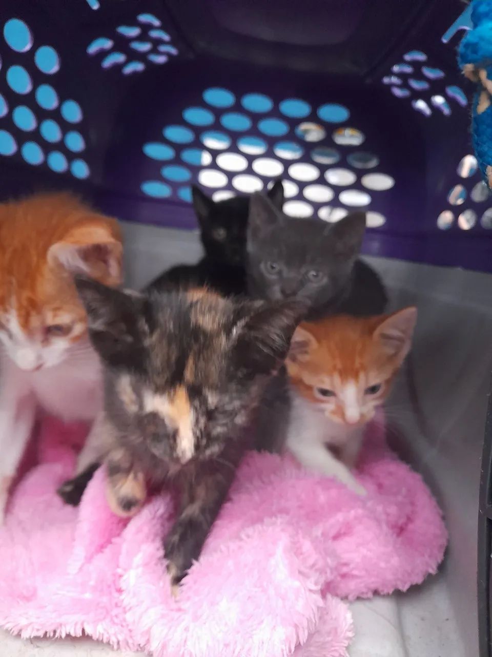 Gatinhos pra doação 