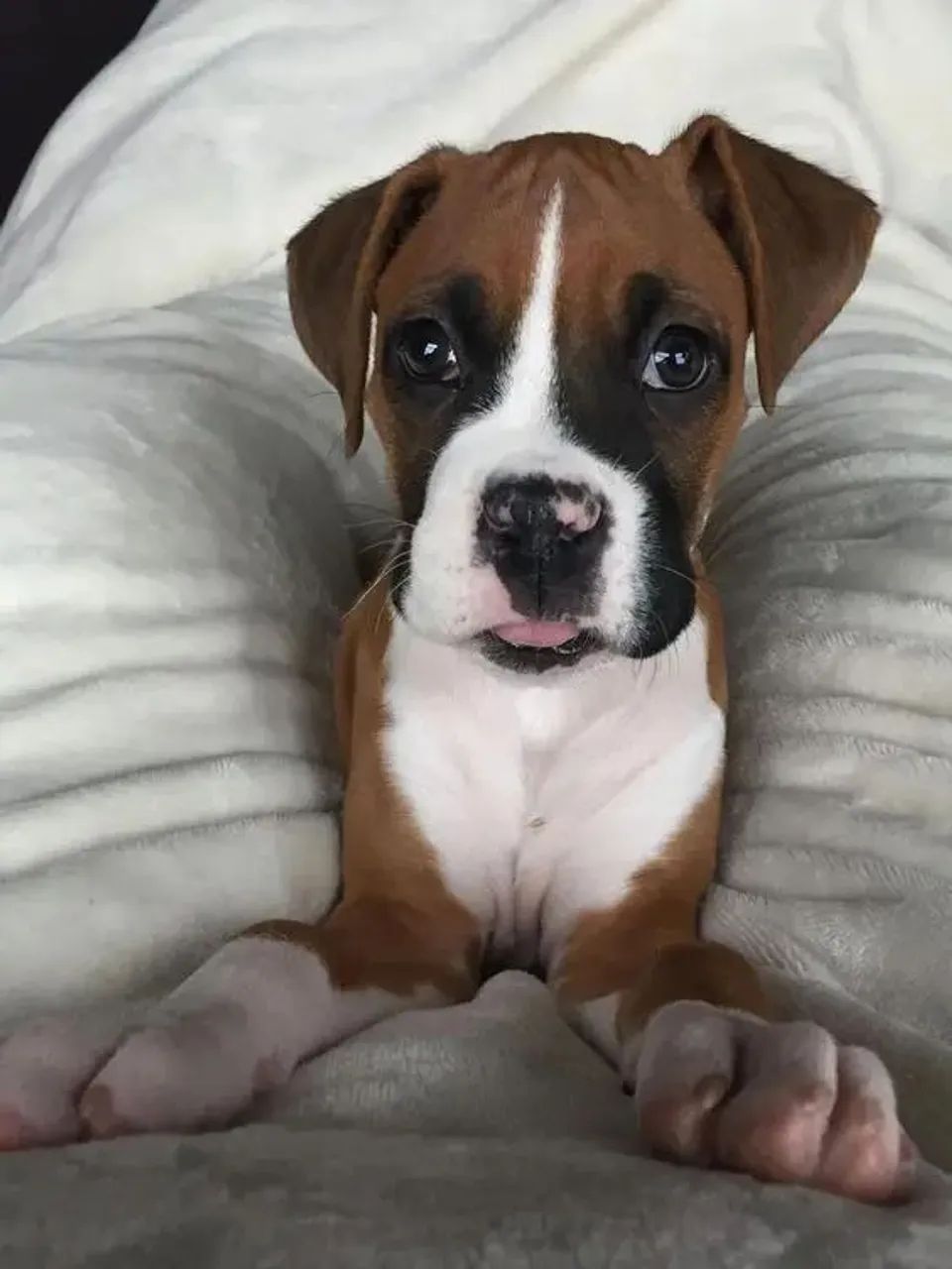 Boxer Carinho que transforma pequenos instantes