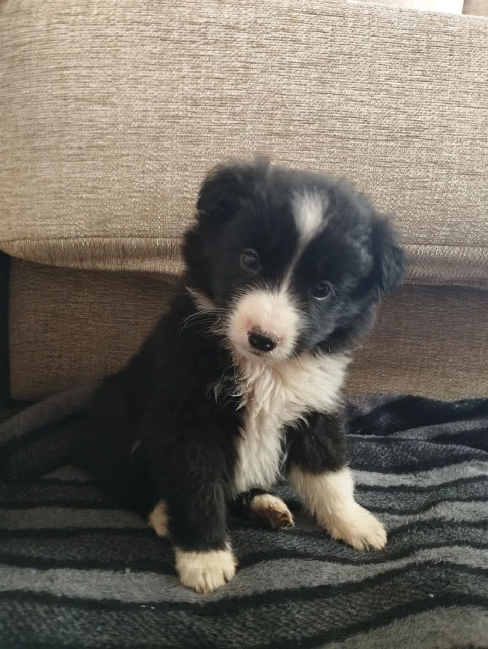 Filhotes de Border Collie | Patinhas que encantam o lar