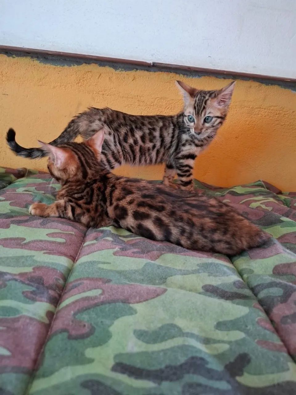 Bengal - Foto 2