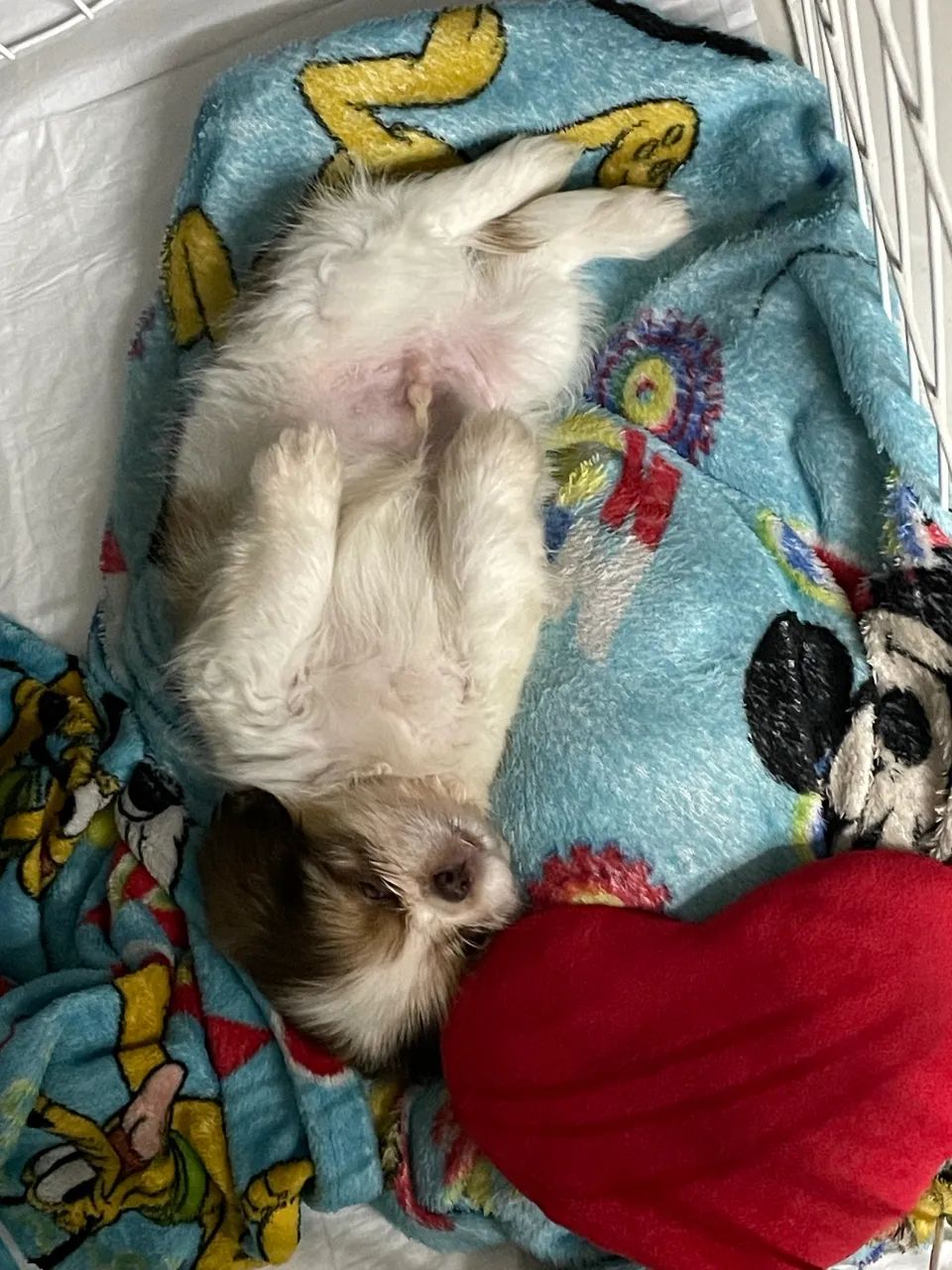 Cachorro - Foto 5