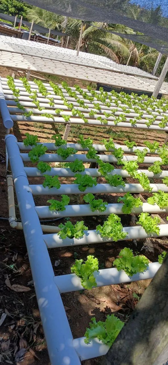 Hidroponia NFT - Foto 3