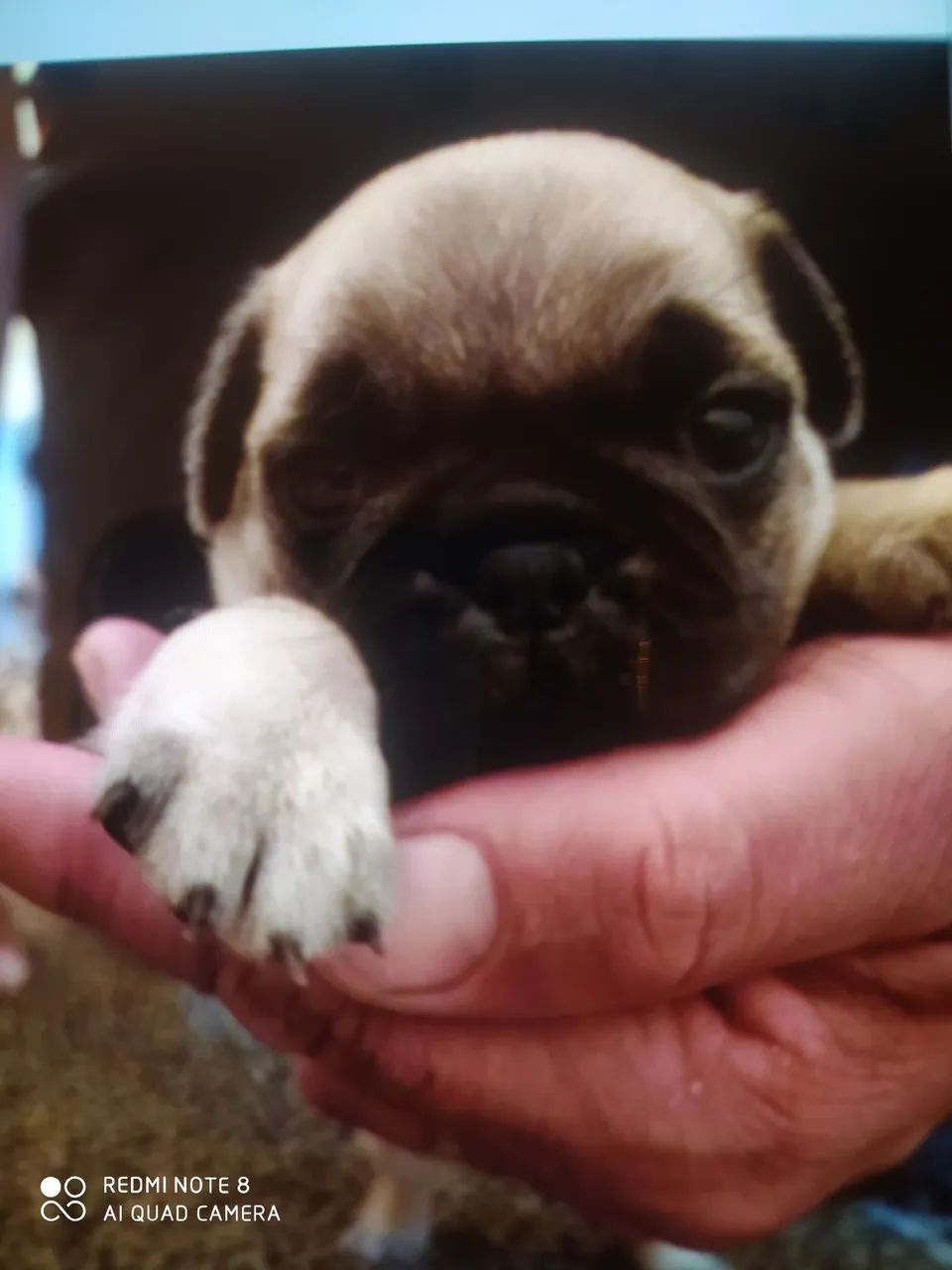 Filhote de Pug  - Foto 3