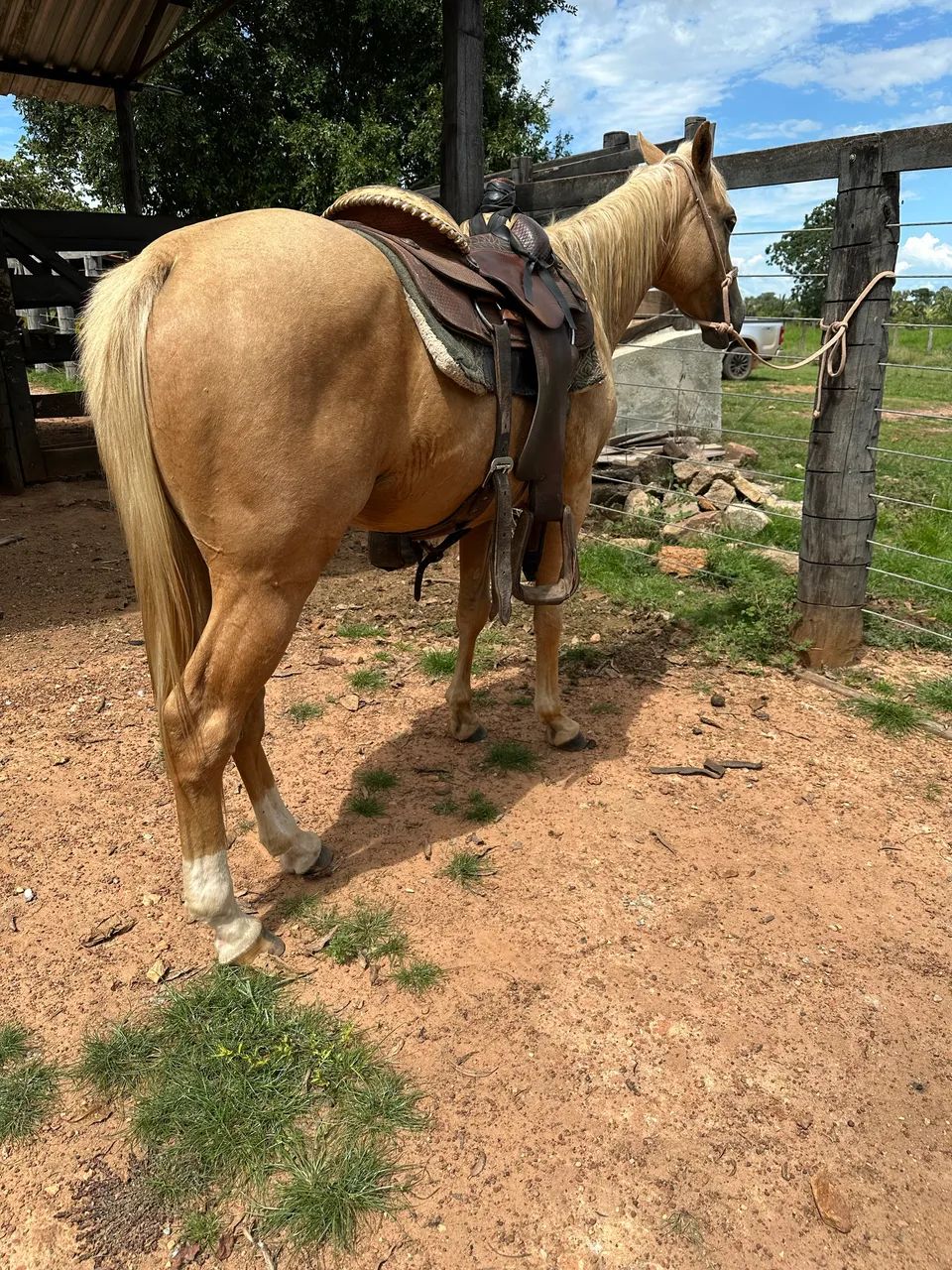 Cavalo Quarto de Milha - Foto 4