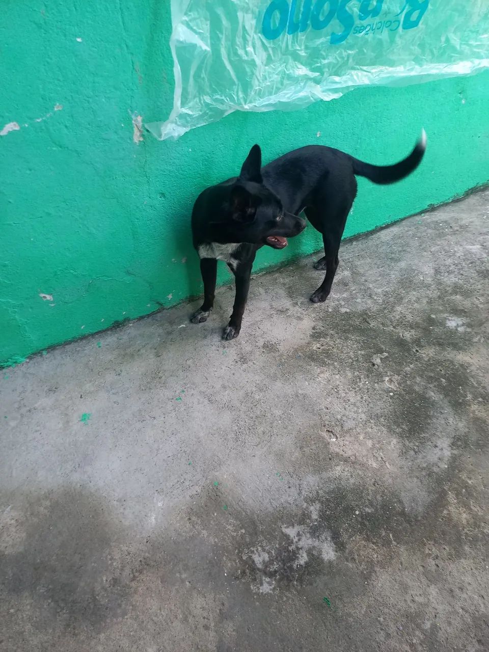 Doação  f êmea com8 meses - Foto 2