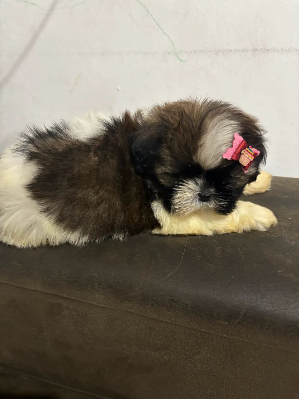 Shih tzu - Foto 3