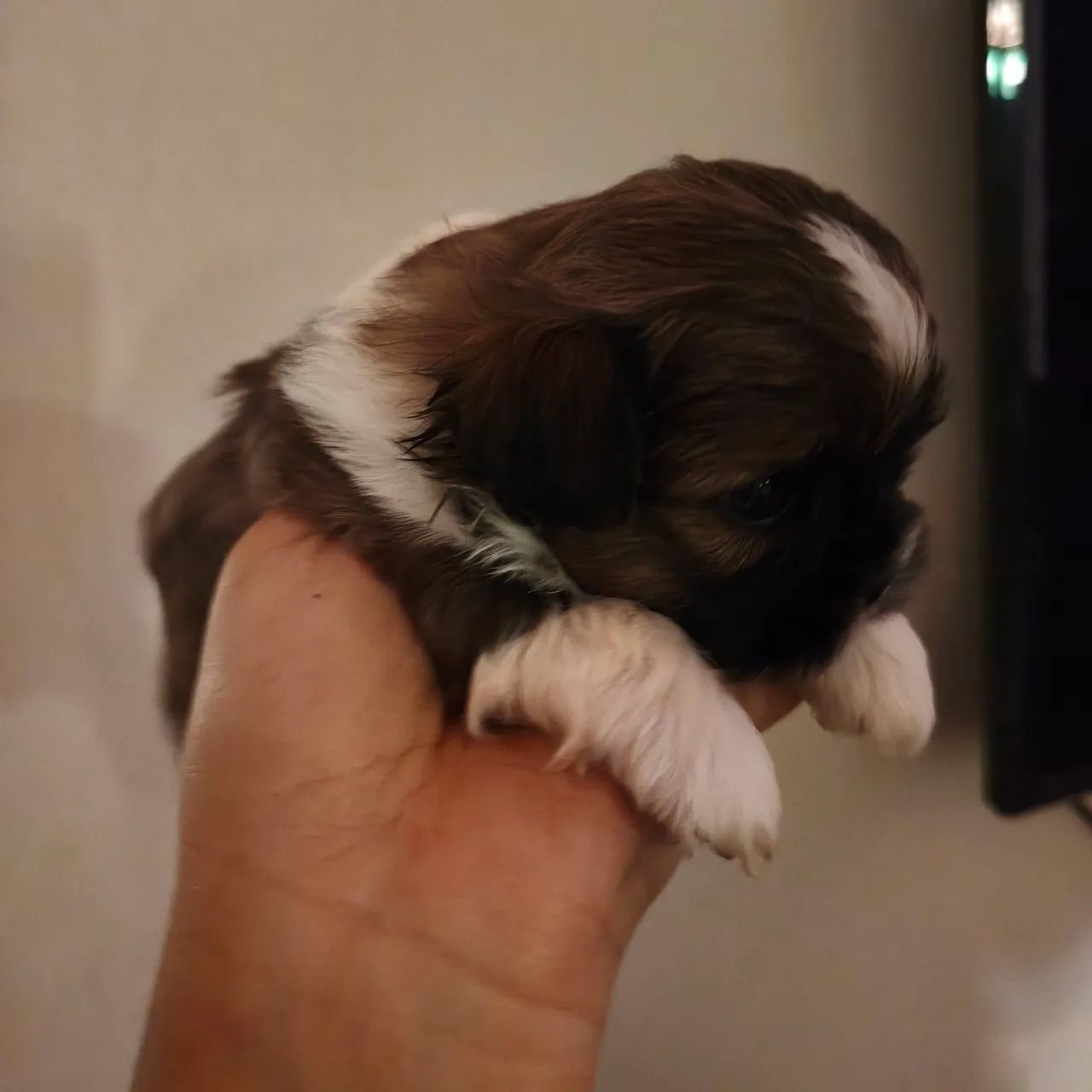Cachorro - Foto 2
