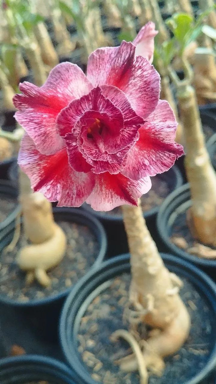 Rosa do Deserto  - Foto 2