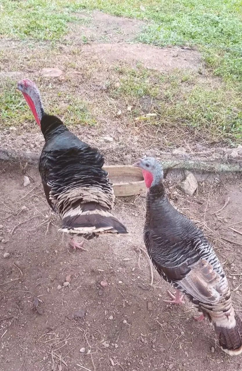 Vendo casal de peru .