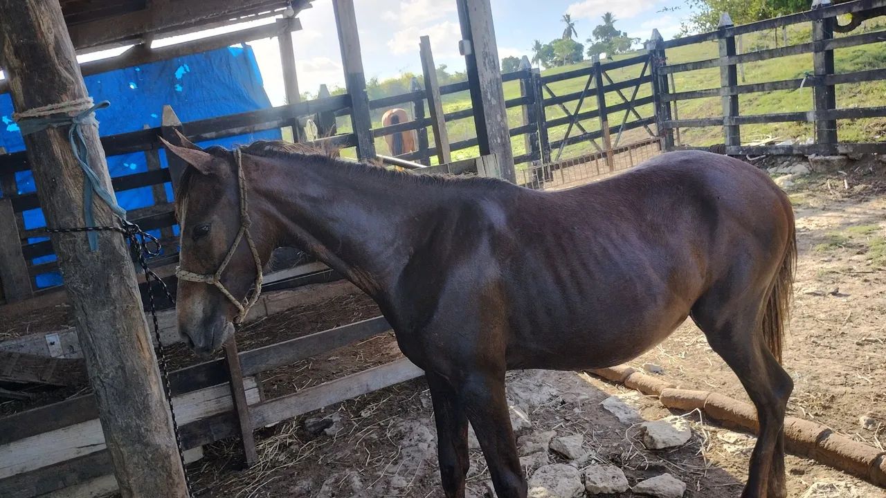 Vendo ou troco potra mestiça de mangalarga 