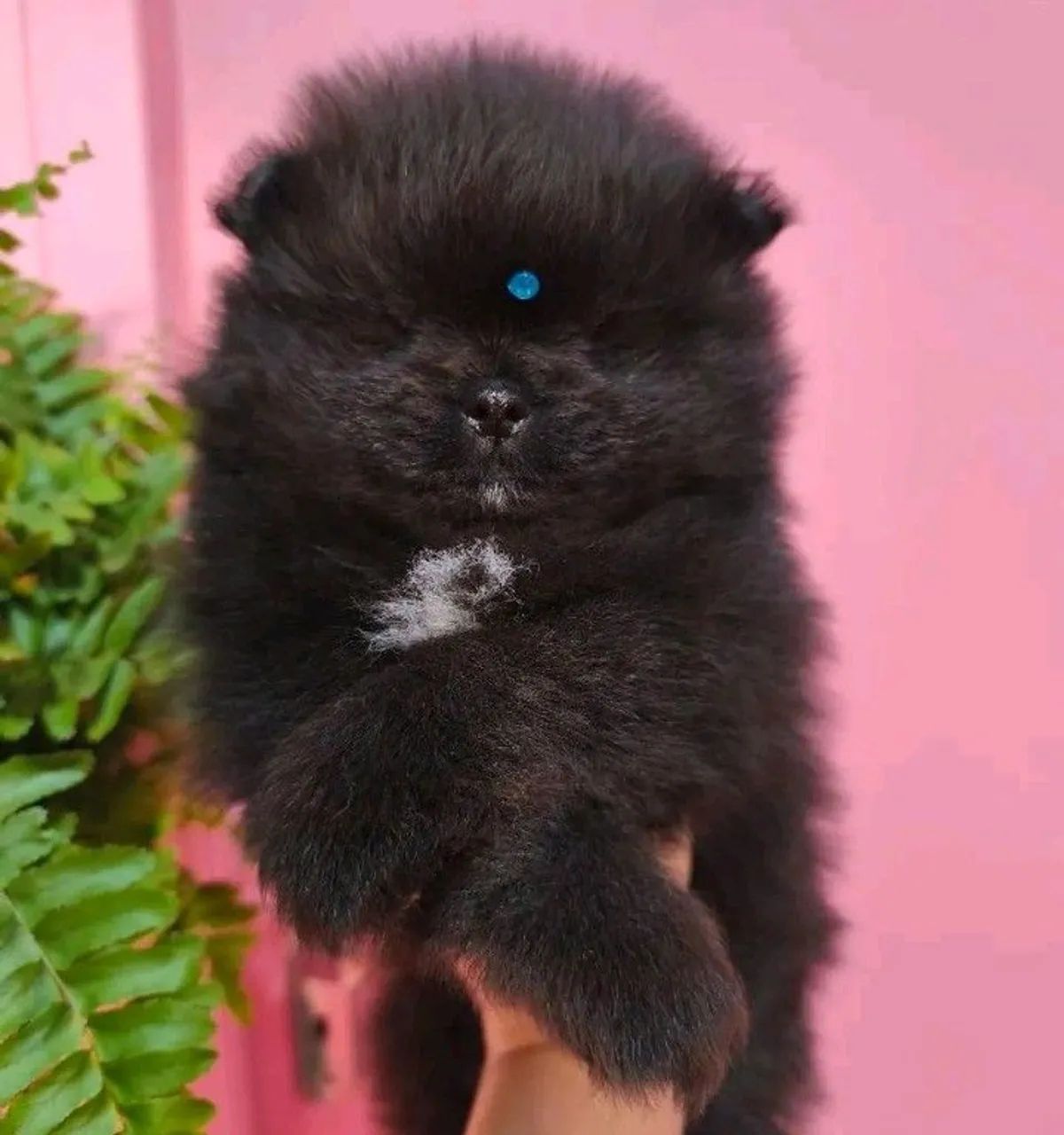 Lindos bbs Black tops  - Foto 4