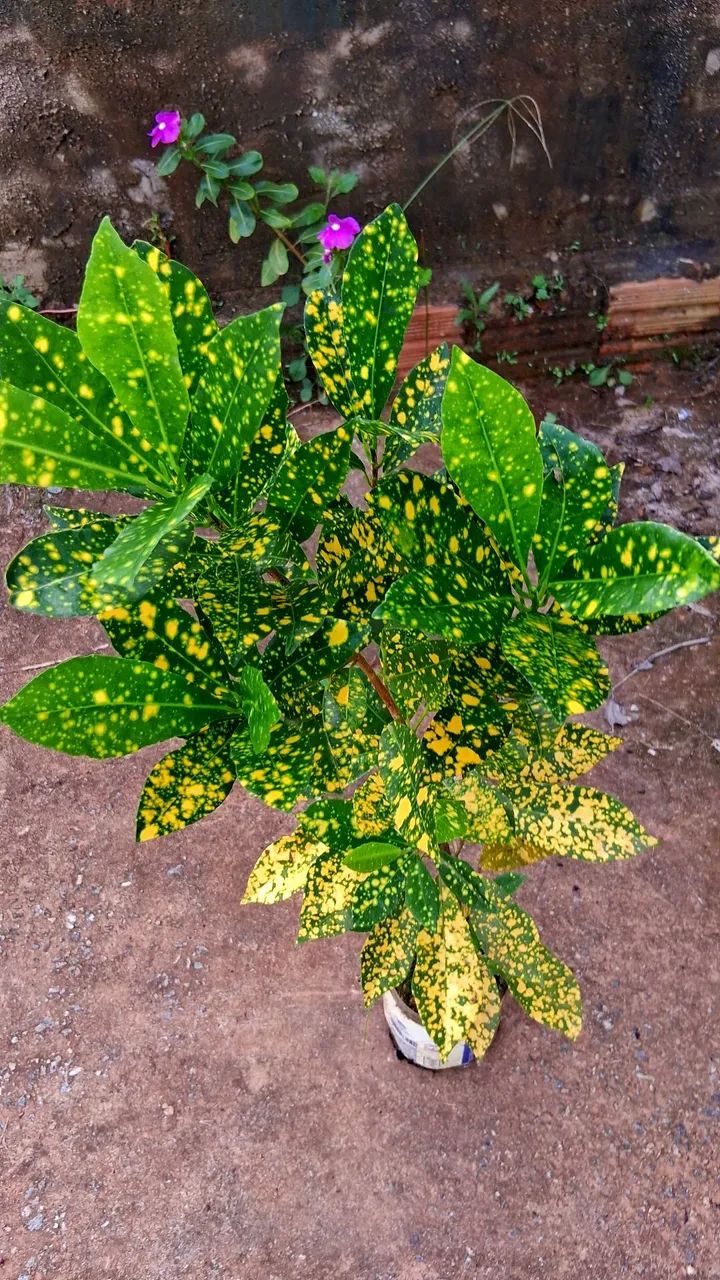 Croton  - Foto 3