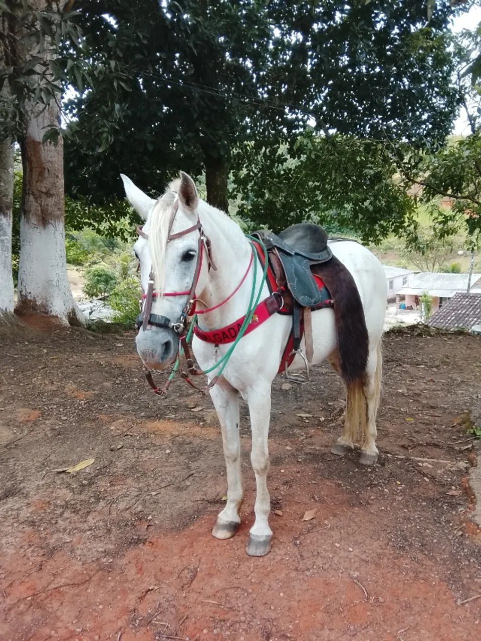 Cavalo rudado de passada 