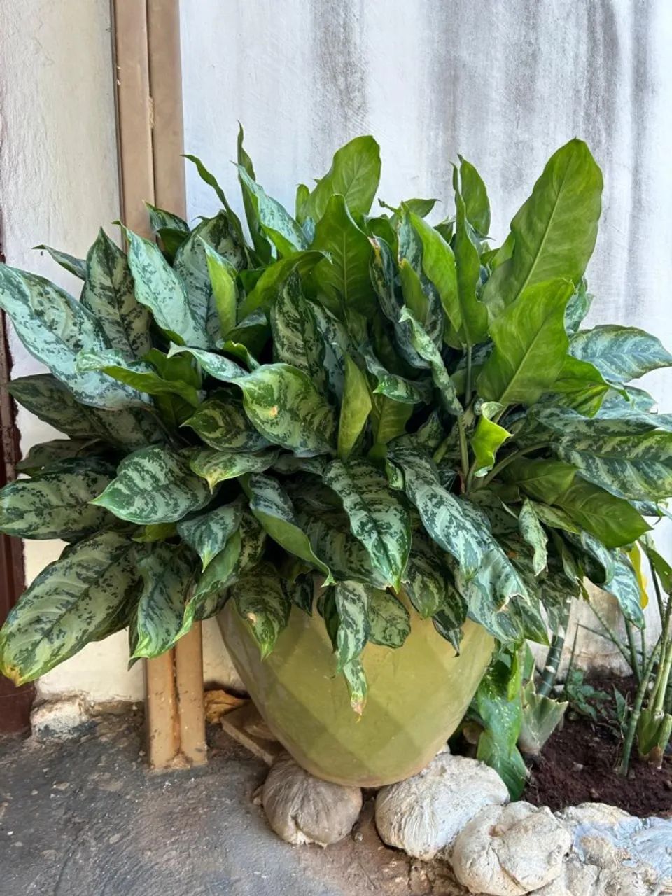 Plantas 