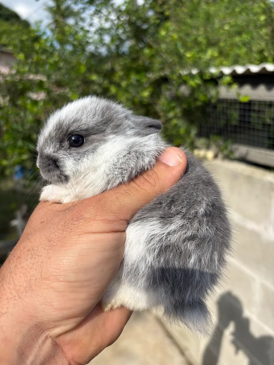 Mini coelho Netherland Dwarf - Foto 3