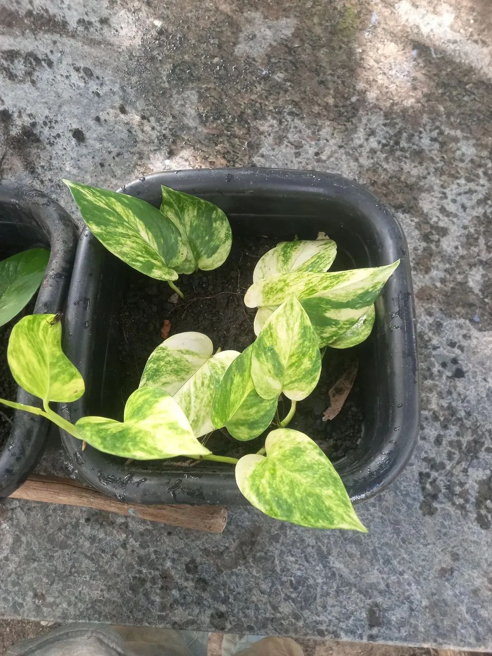 Plantas samabaia jiboa - Foto 2