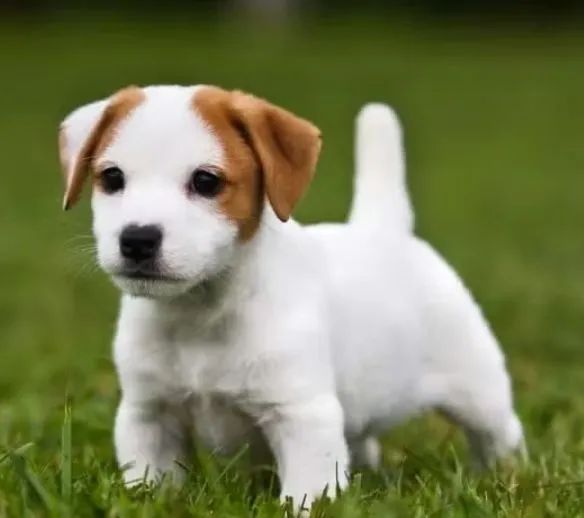 Jack Russel terrier - Foto 2
