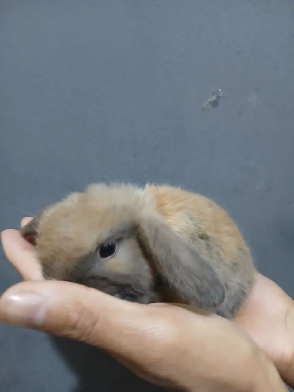 Coelho mini lop  - Foto 4