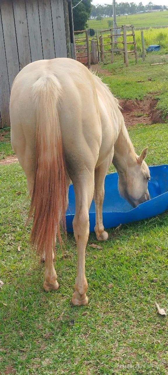 Vendo potro QM  - Foto 4