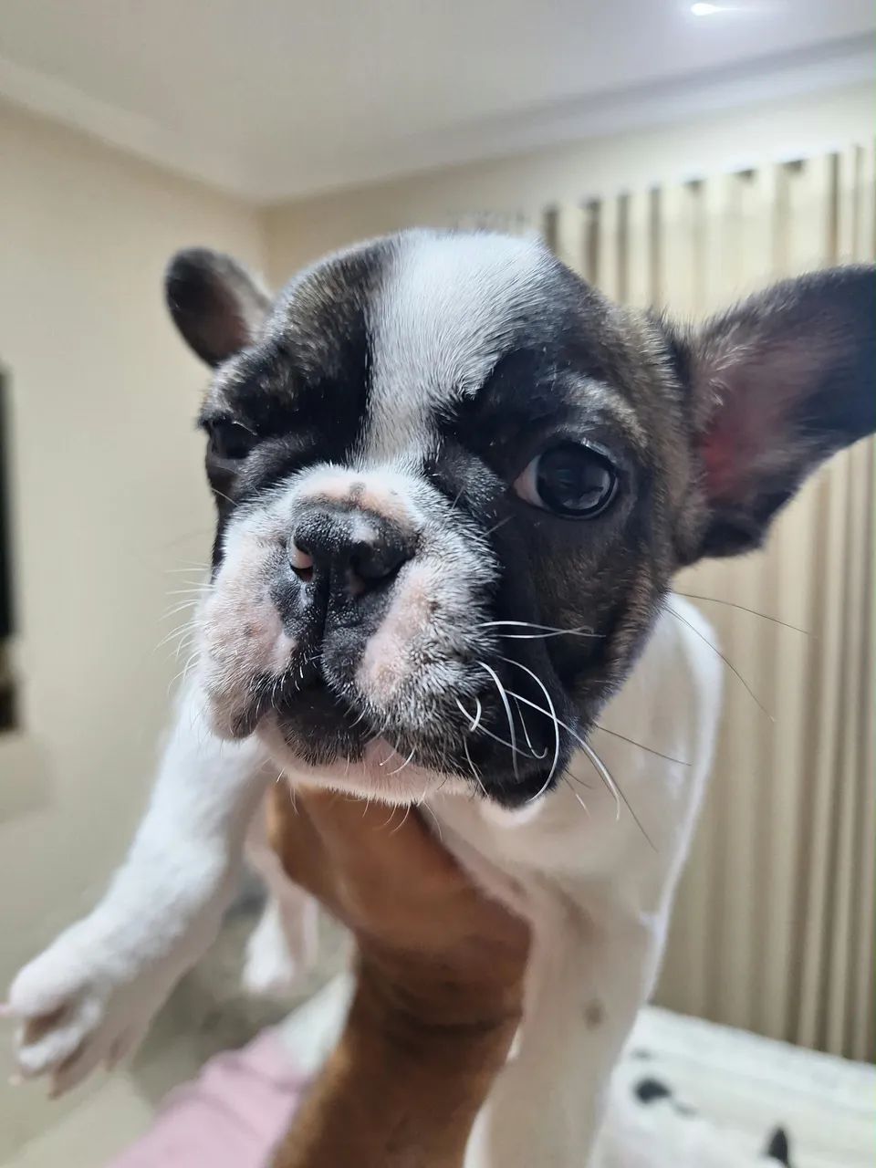 Buldog macho - Foto 2