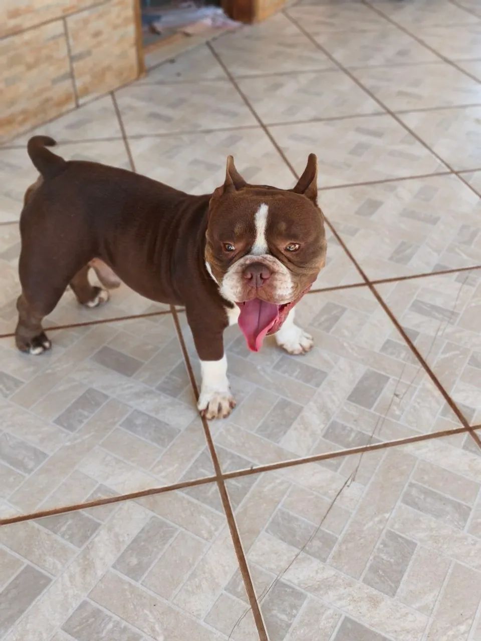 American Bully  - Foto 2