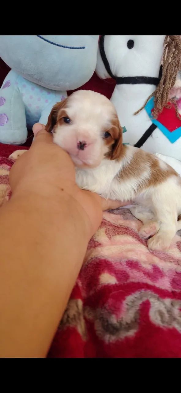 Cavalier king Charles - Foto 3