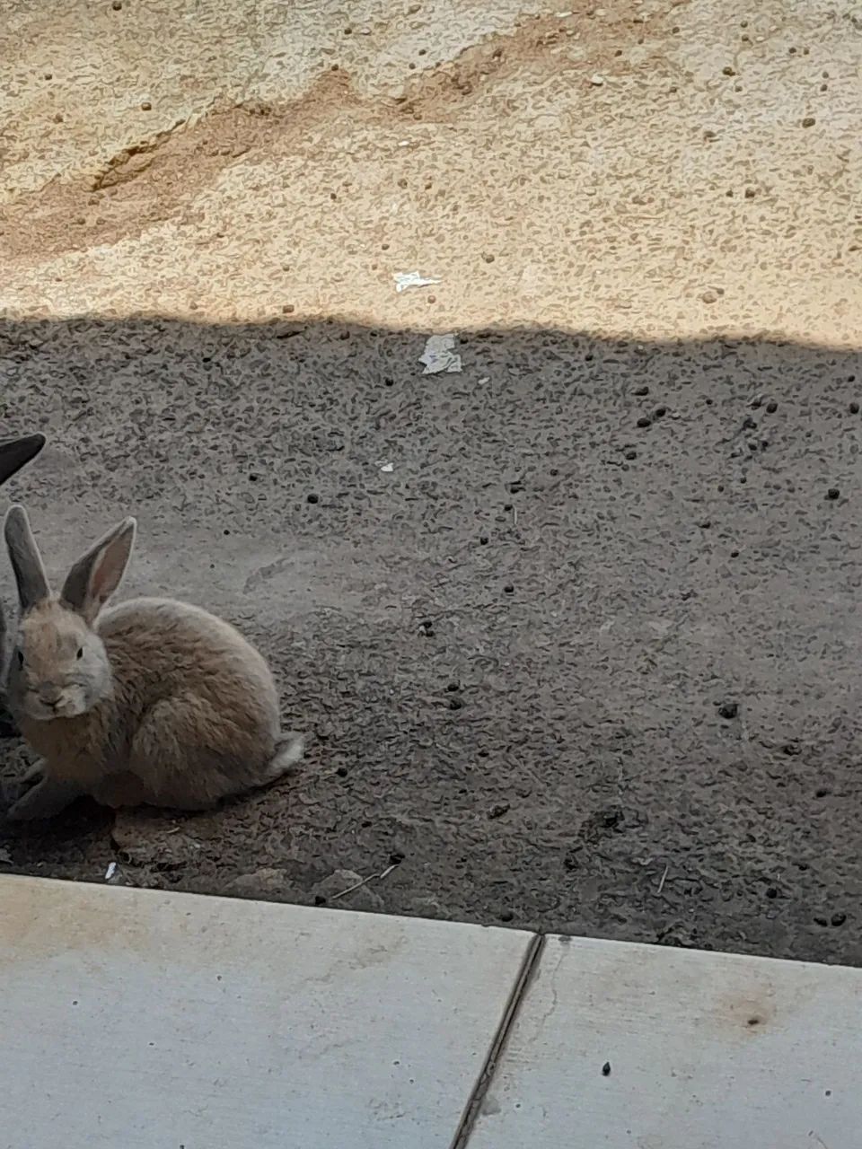 Vendo Coelhos tenho adultos e filhotes mini lop - Foto 2