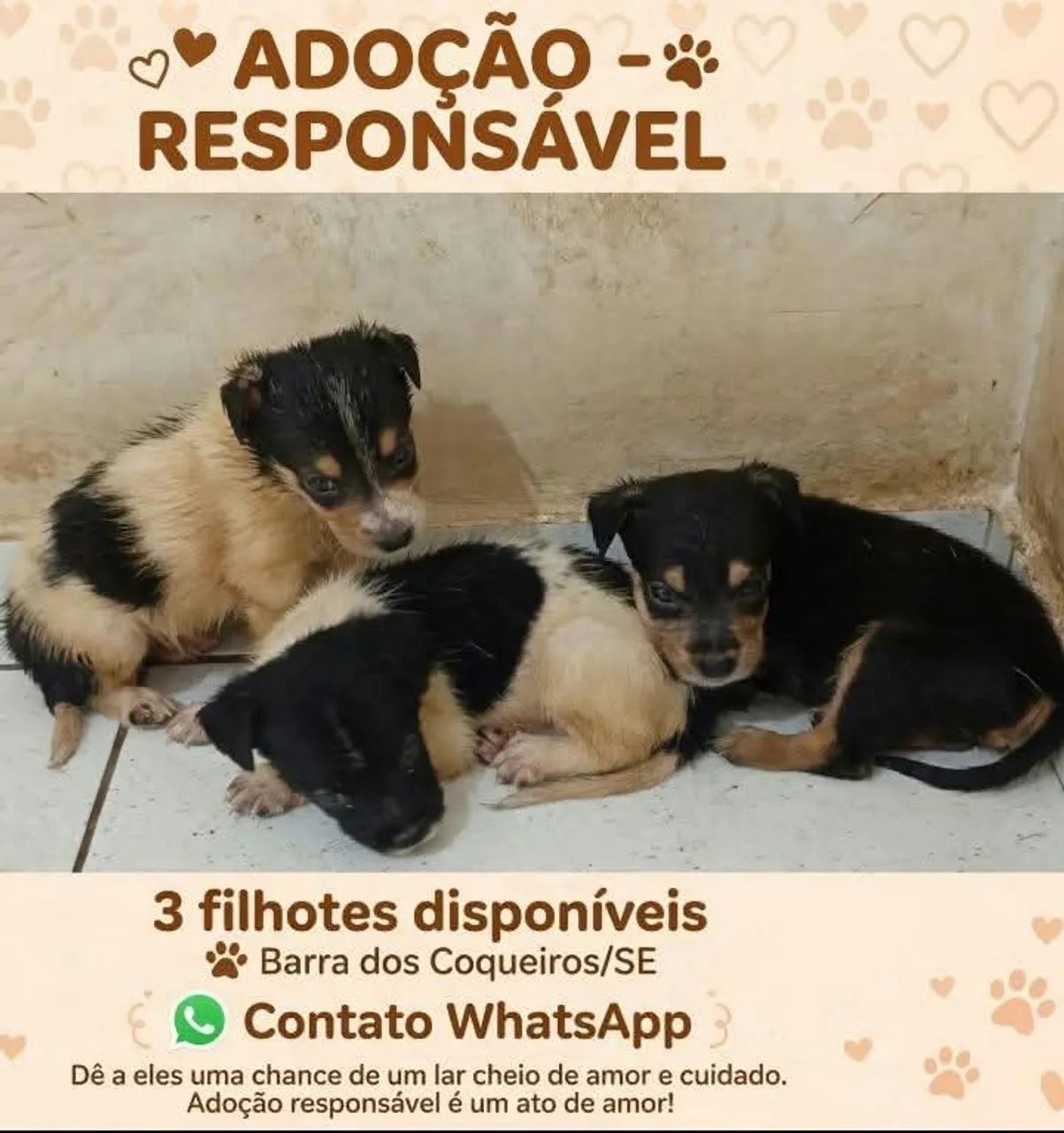 Filhotes para doação 
