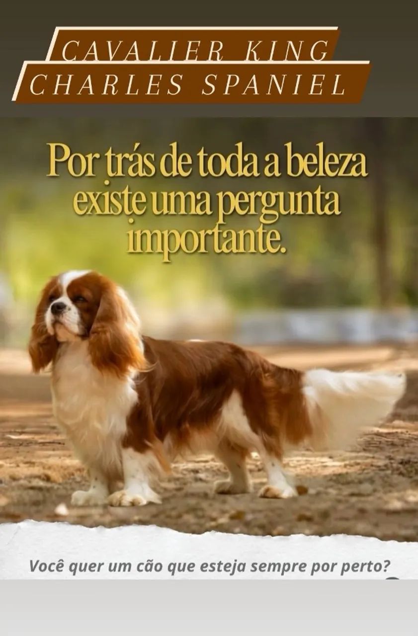 Cavalier king Charles