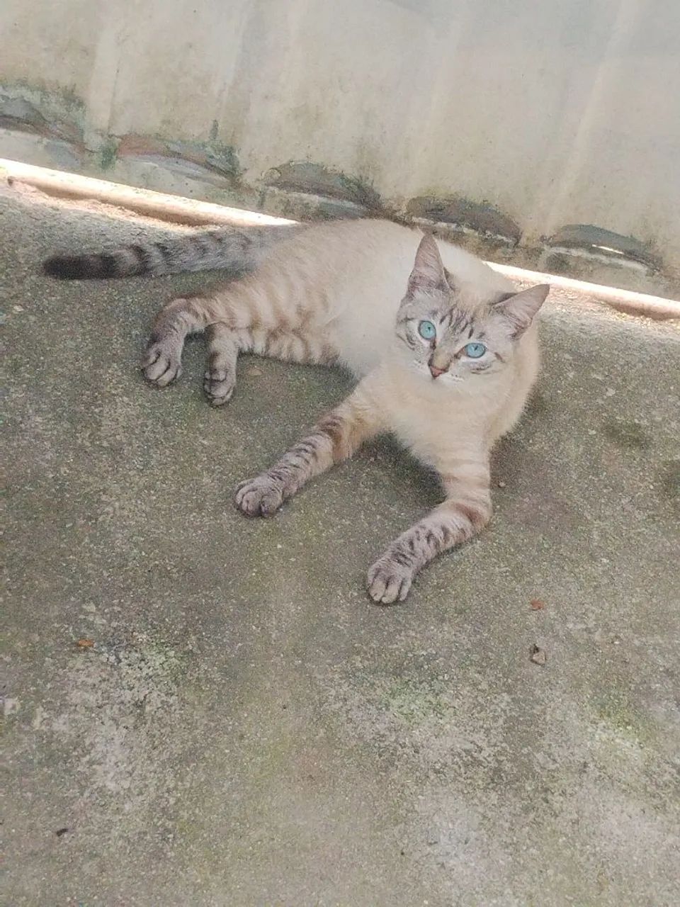 Gato macho  - Foto 2
