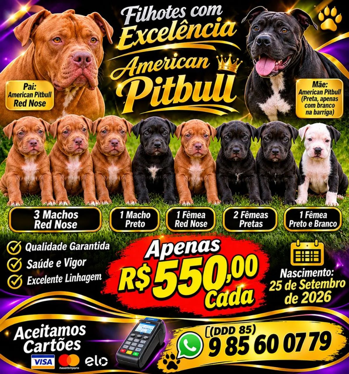 American PITBULL 