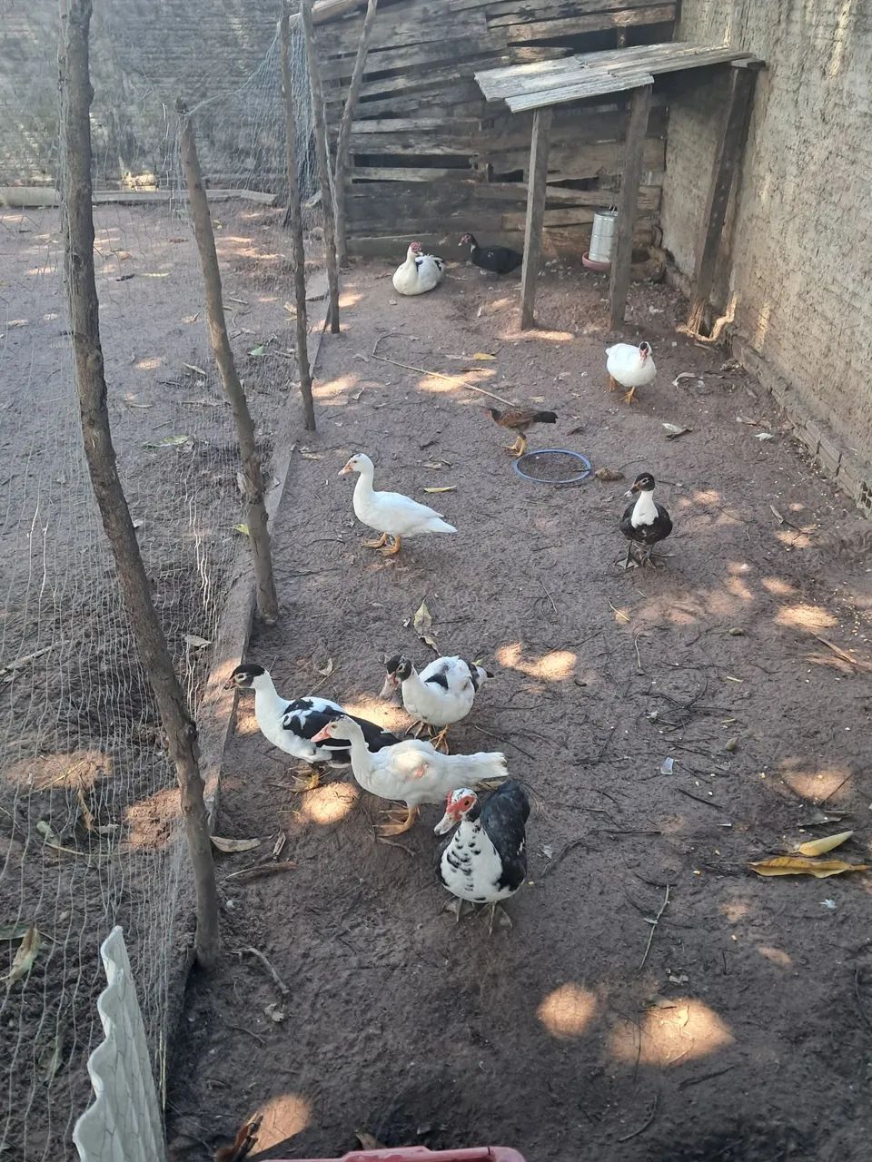 Patos - Foto 3