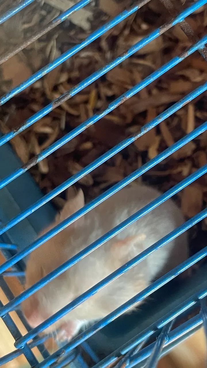 Hamster sírio - Foto 2