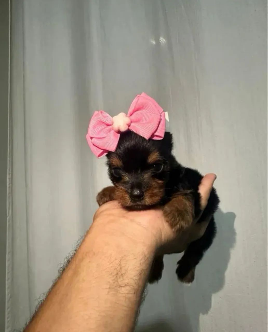 Yorkshire Terrier Disponível