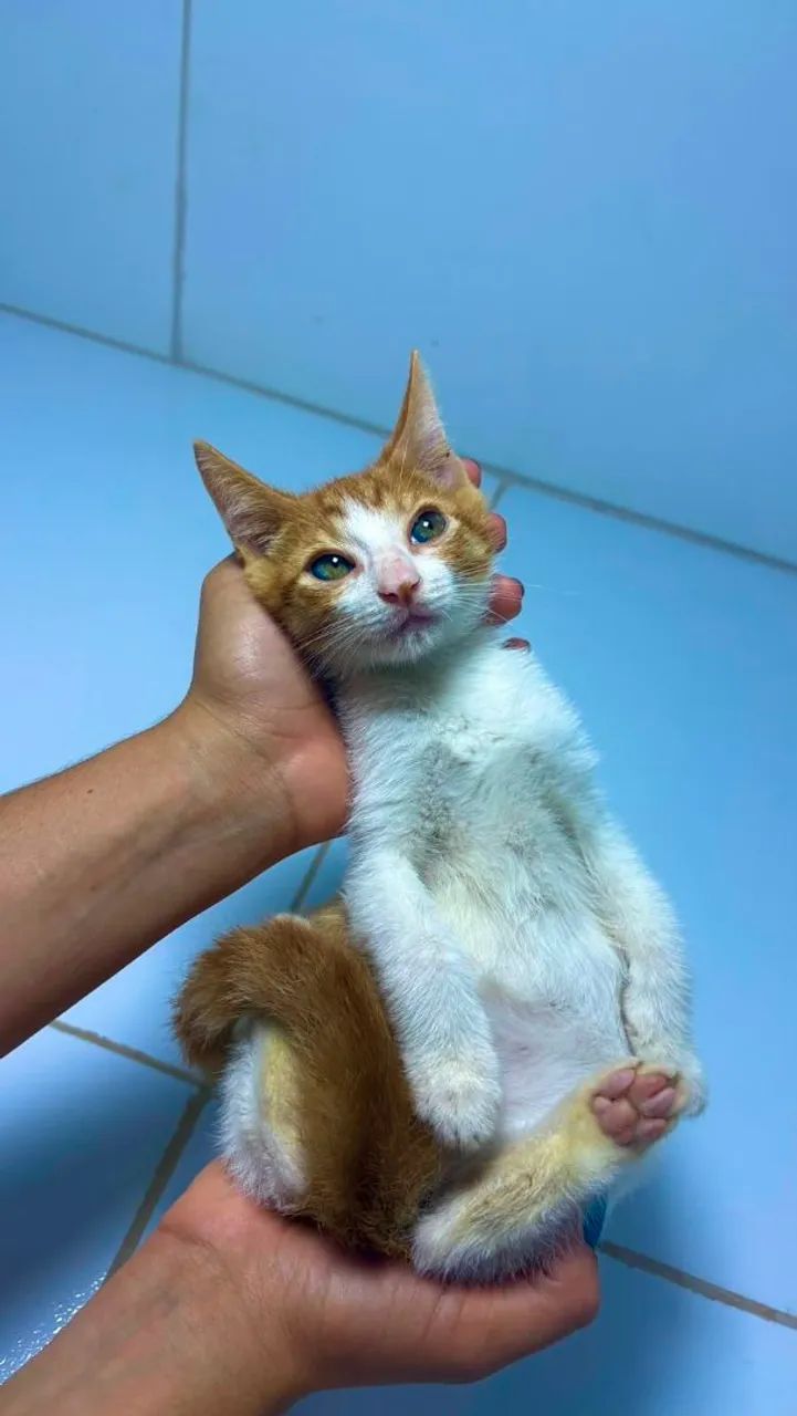 Gatinho a procura de um lar - Foto 2
