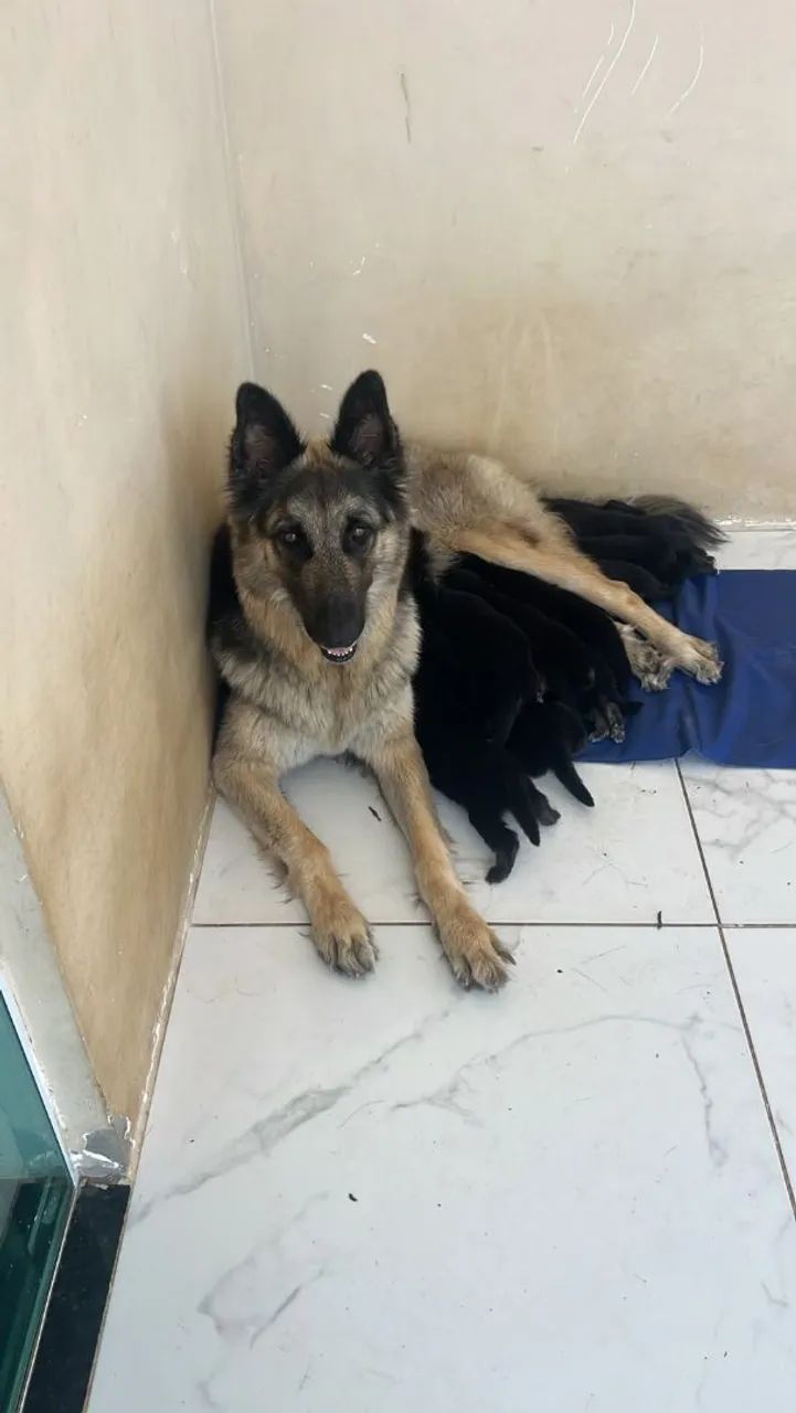 Vende se cães  - Foto 5