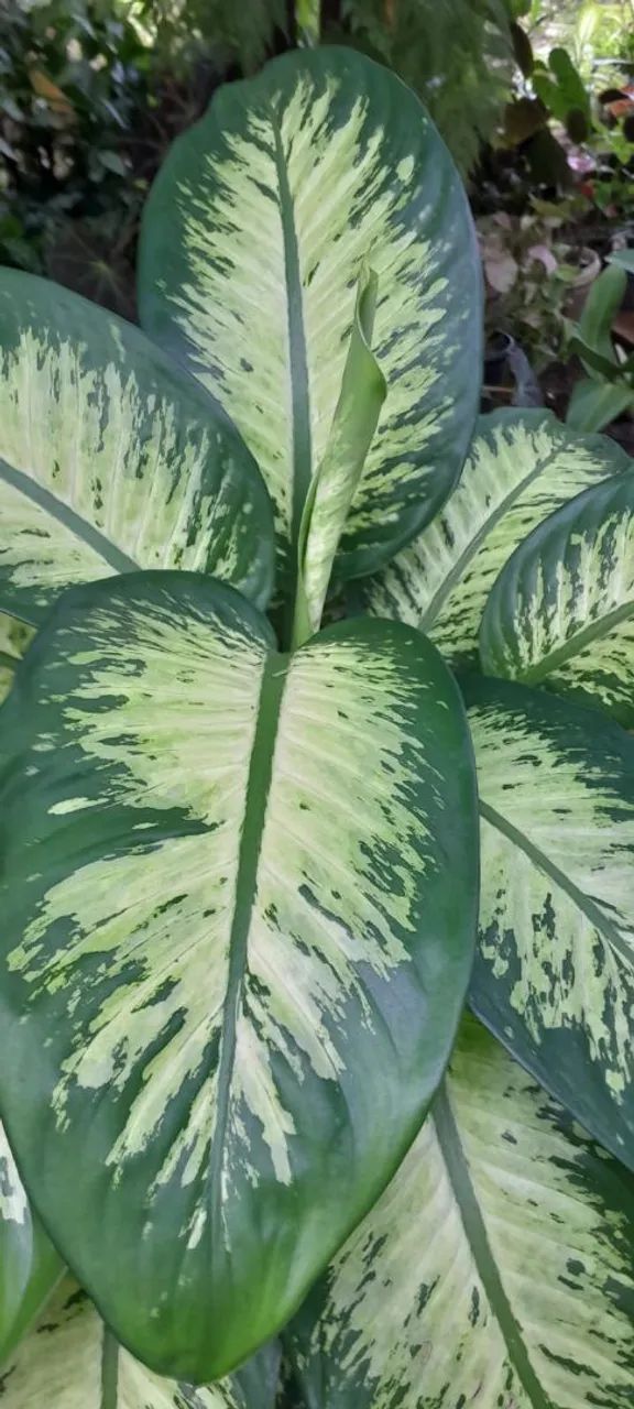 Vendo Plantas  - Foto 2