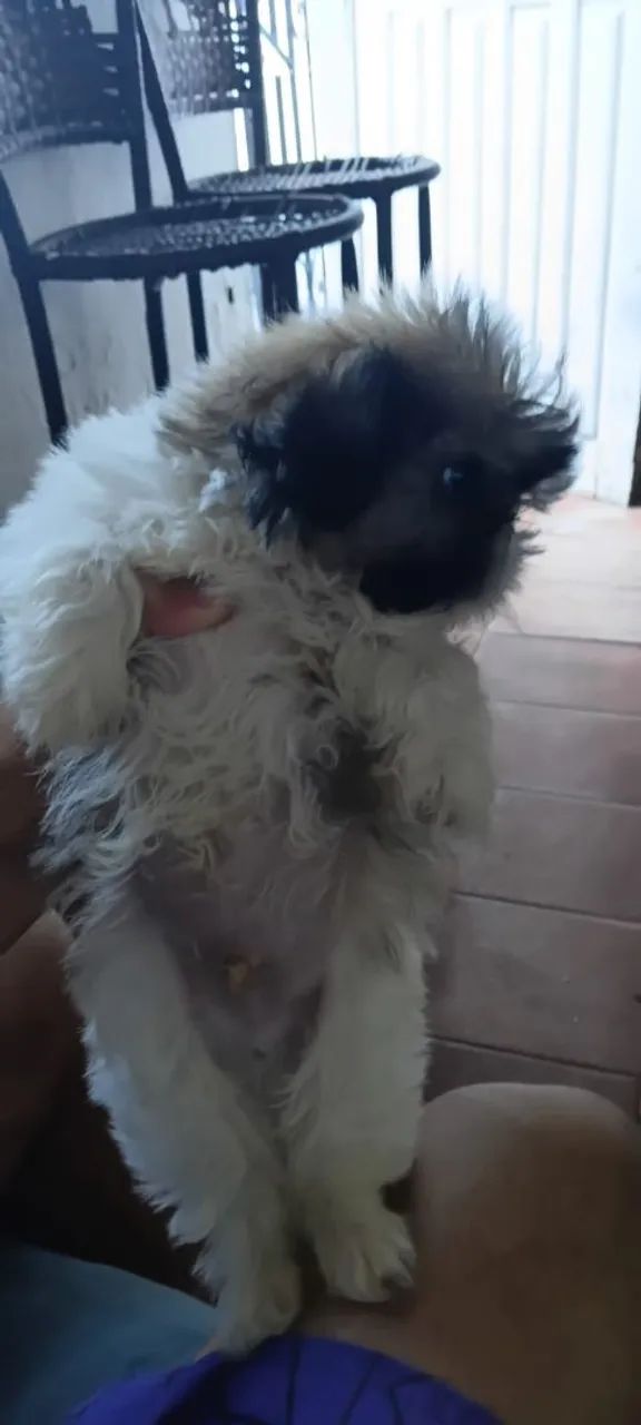 Cachorro macho shih Tzu 600 reais  - Foto 3