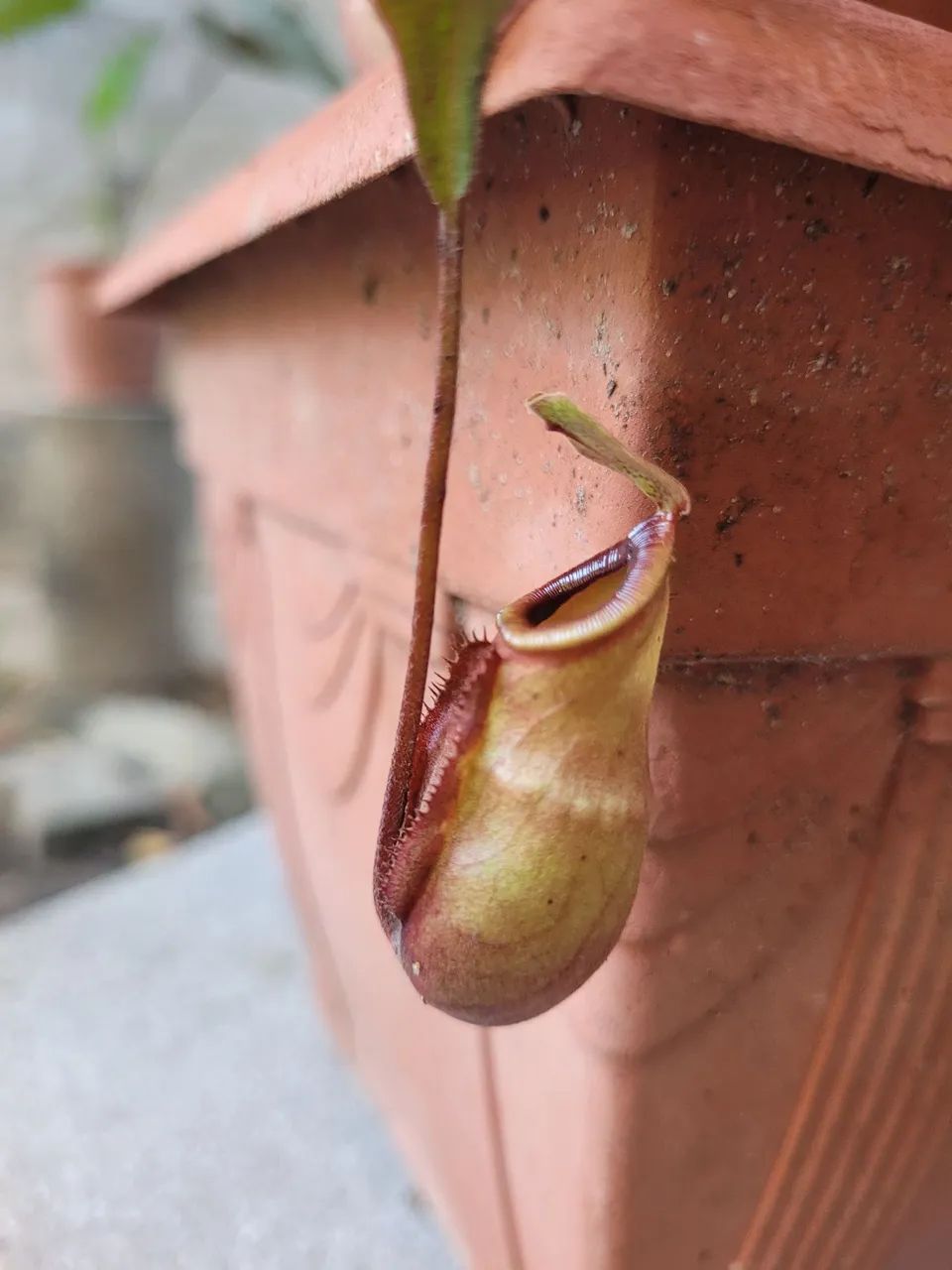 Carnivora (nepenthes) - Foto 2