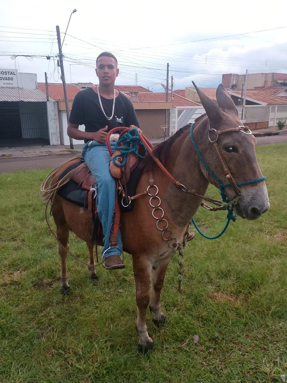 Burro manso para qualquer cavaleiro! - Foto 5