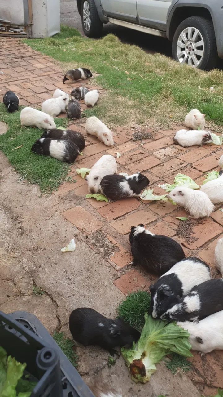 Porquinhos da Índia 