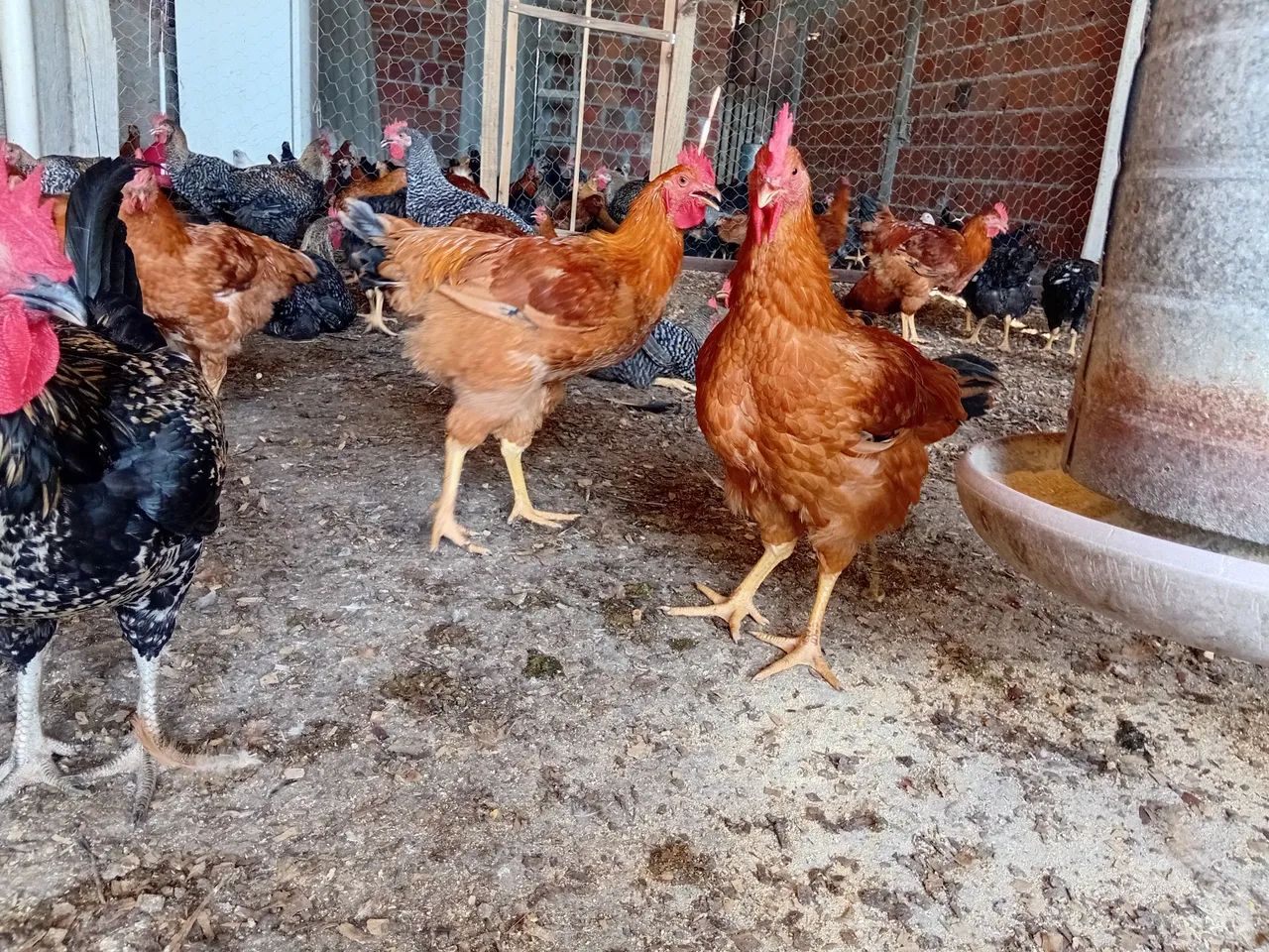 Frangos caipira  - Foto 2