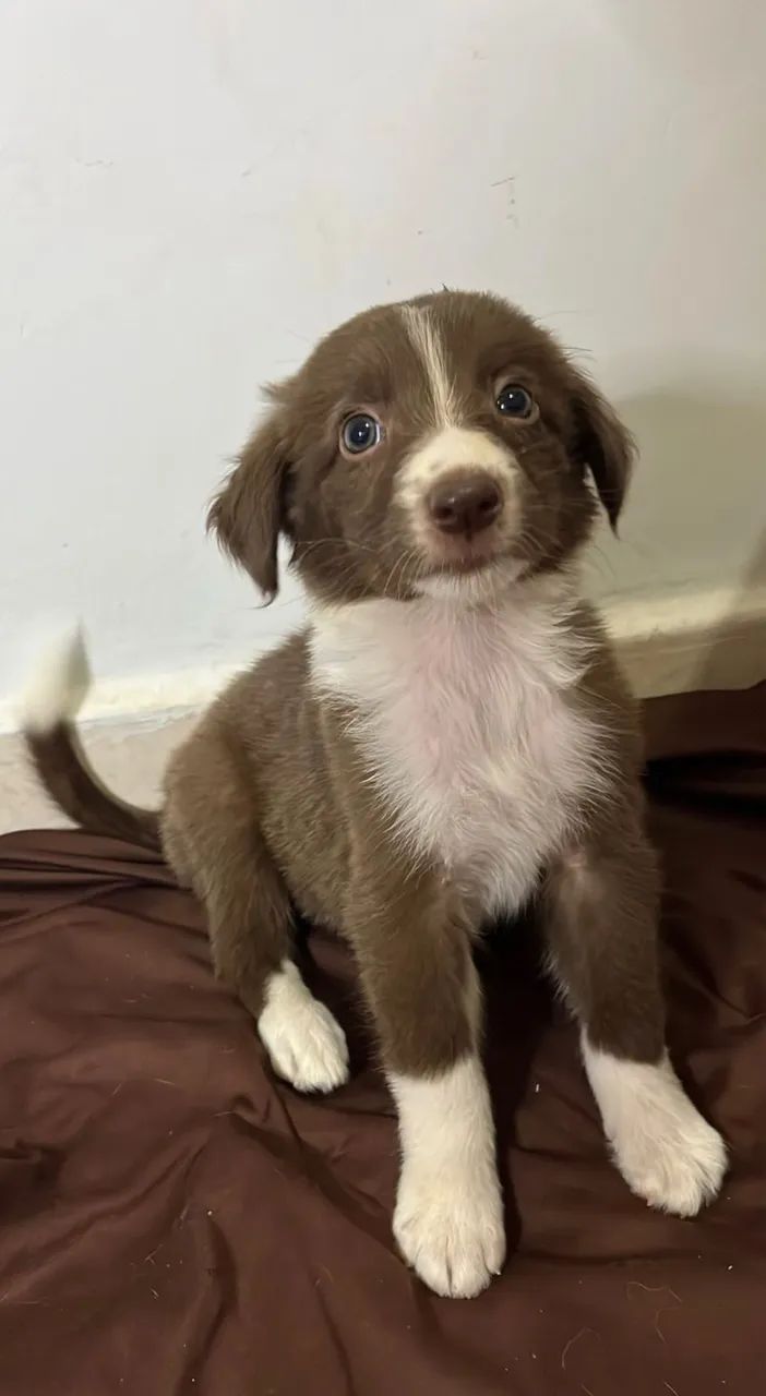 Border collie marrom