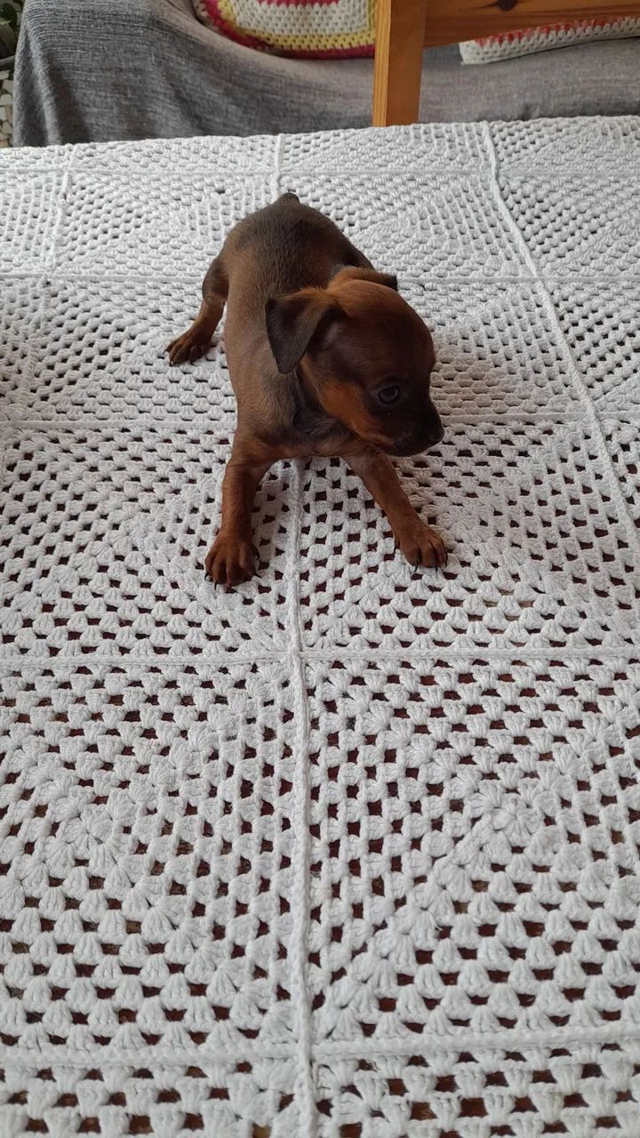 Filhotes de pinscher  - Foto 3
