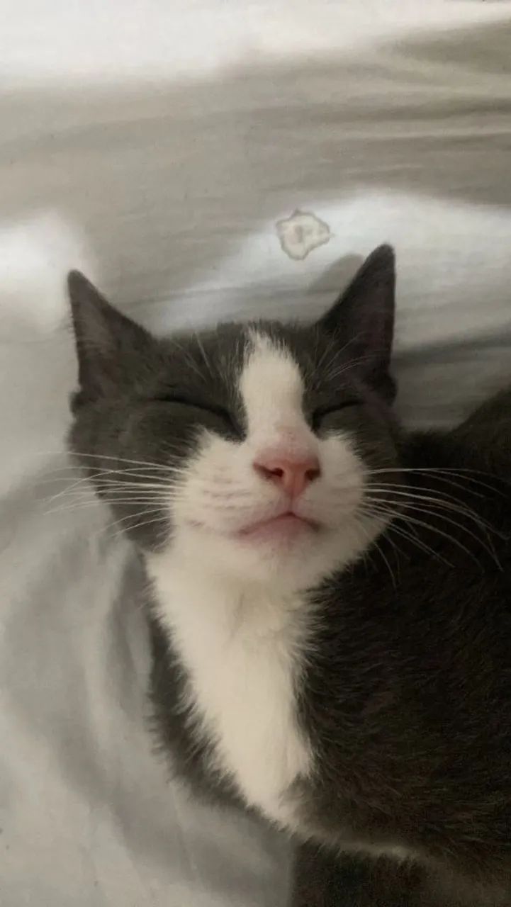 Doação de gato - Foto 2