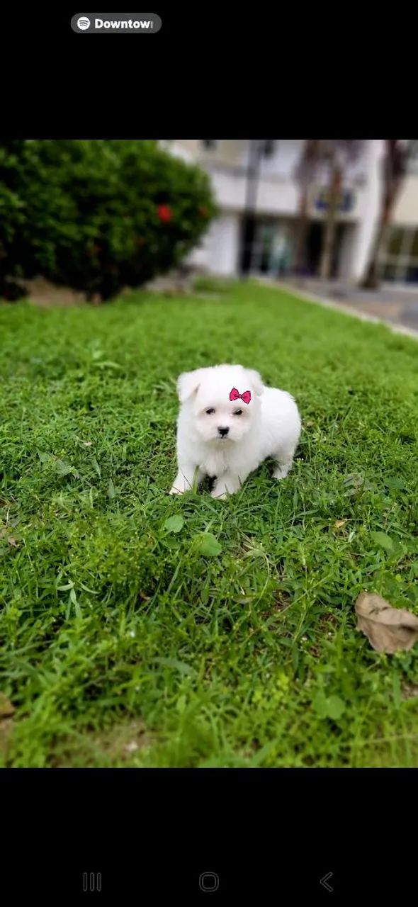 Maltês Micro Legítimos com Pedigree  - Foto 2