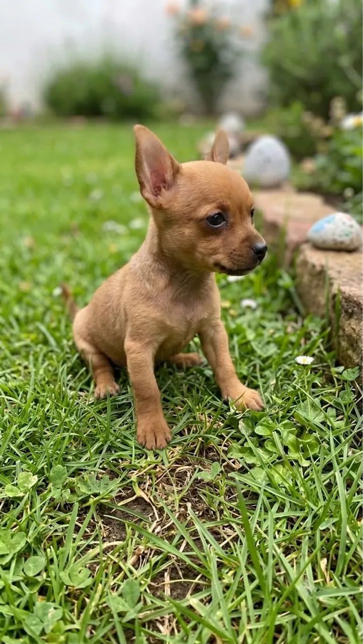 Filhotes de Pinscher mini  - Foto 2