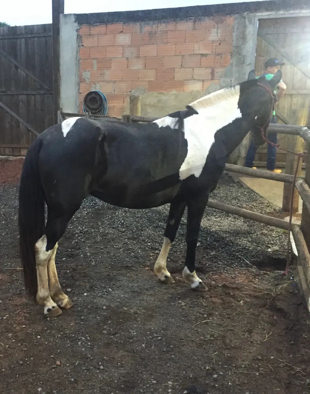 Égua Manga Larga Marchador Pampa De Preto - Foto 2